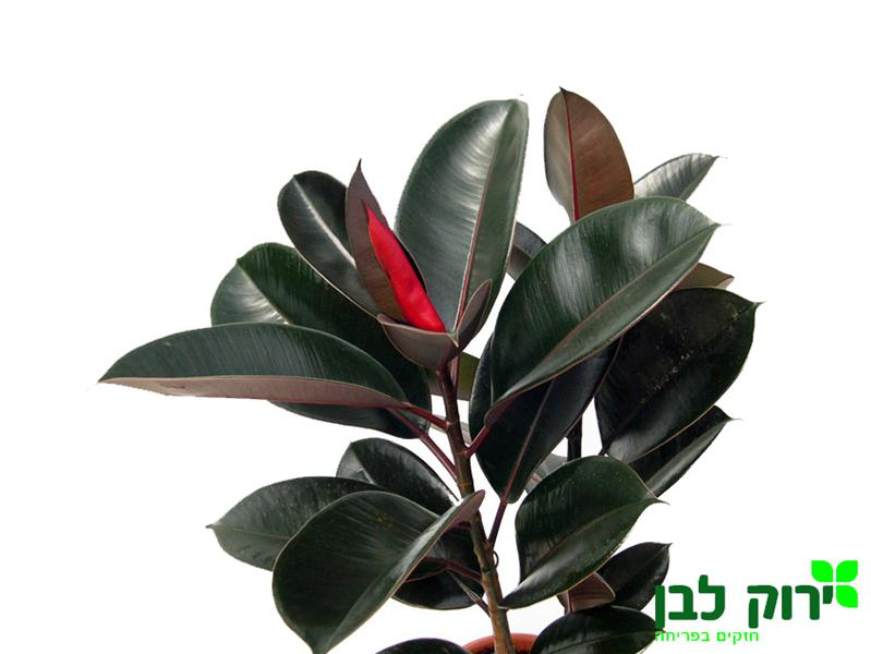פיקוס גומי שחור