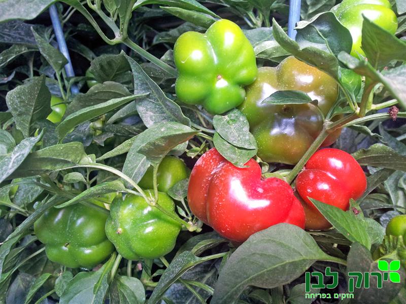 פלפל ''קיוט סטאף''