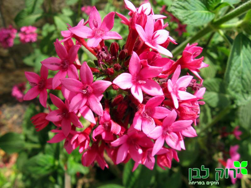 פנטס גבוה (פינקוס)- ורוד