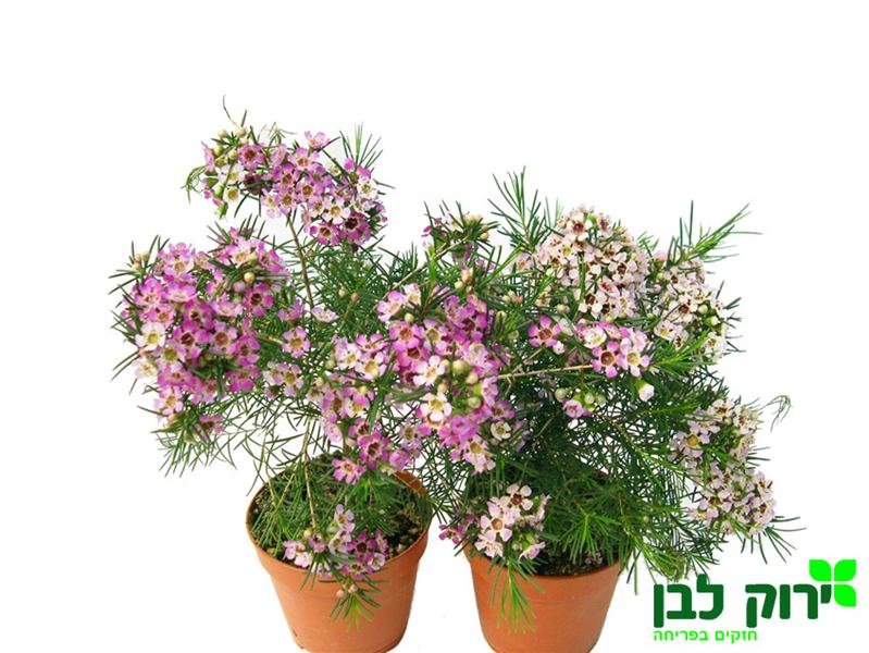 פרח שעווה