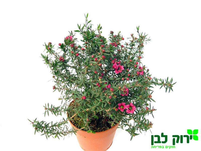פרח שעווה- ליפטוספרמום- אדום