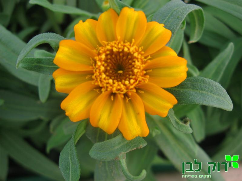 ציניה צרת עלים- צהוב