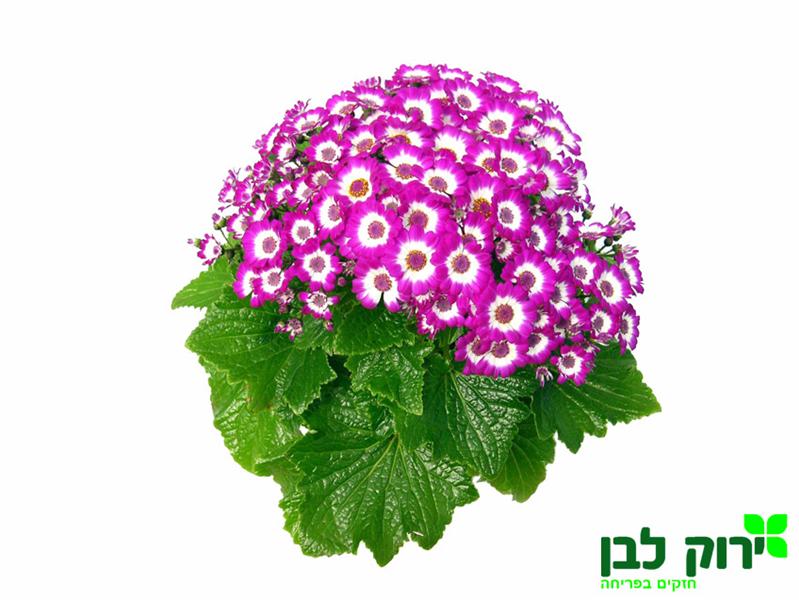 צינרריה