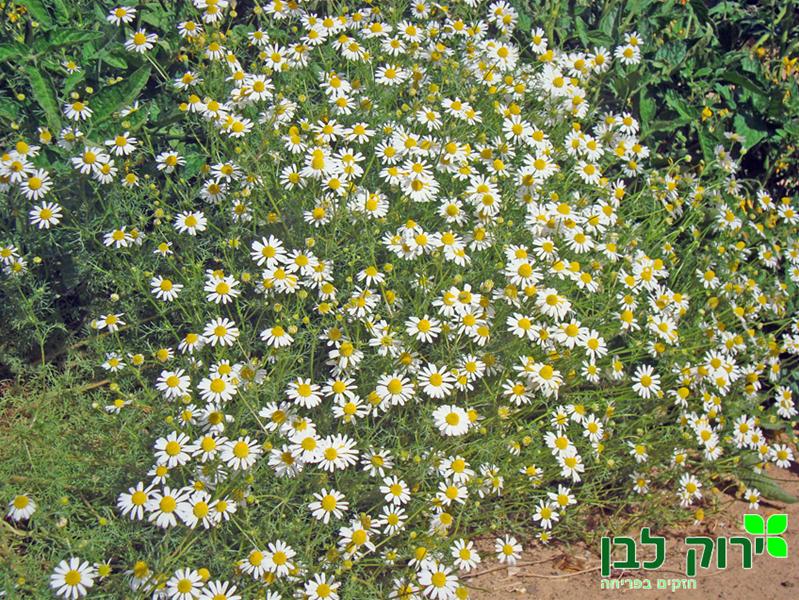 קמומיל