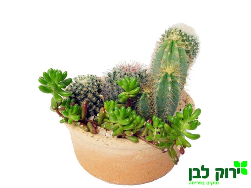 קקטוס