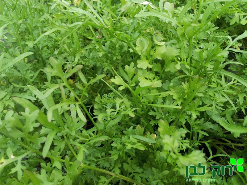 ראשד