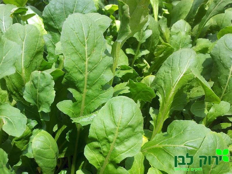 רוקט